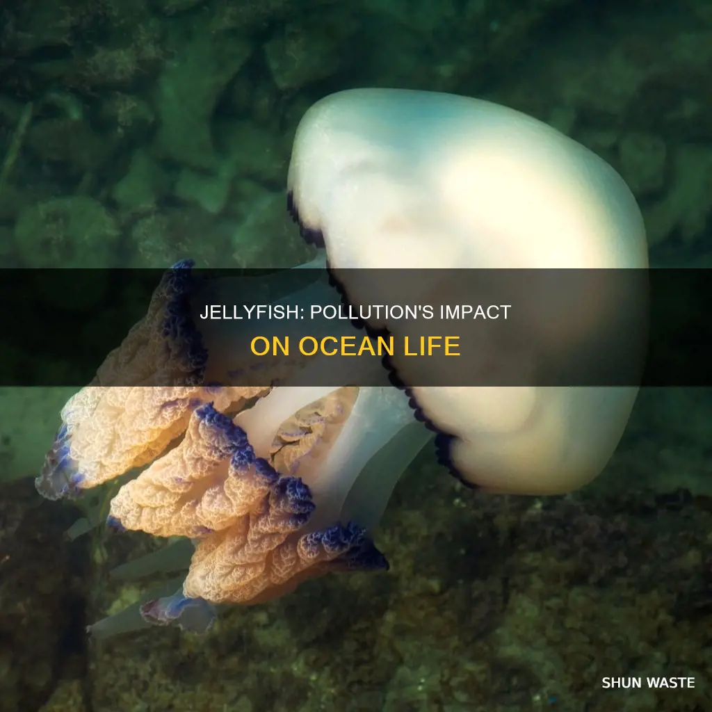 what kind of pollution hurts jellyfish