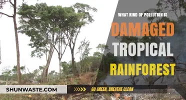 Tropical Rainforest Pollution: Understanding the Damage