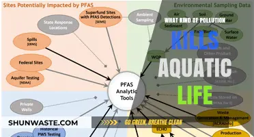 Aquatic Life: Pollution's Deadly Impact