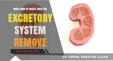 How the Excretory System Eliminates Waste from the Body