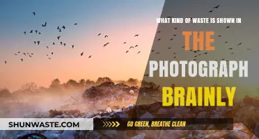 Identifying Waste Types in Brainly Photograph: A Quick Guide
