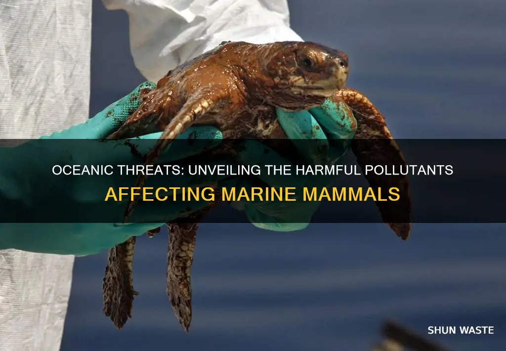 what kinds of pollution causes harm to marine mammals