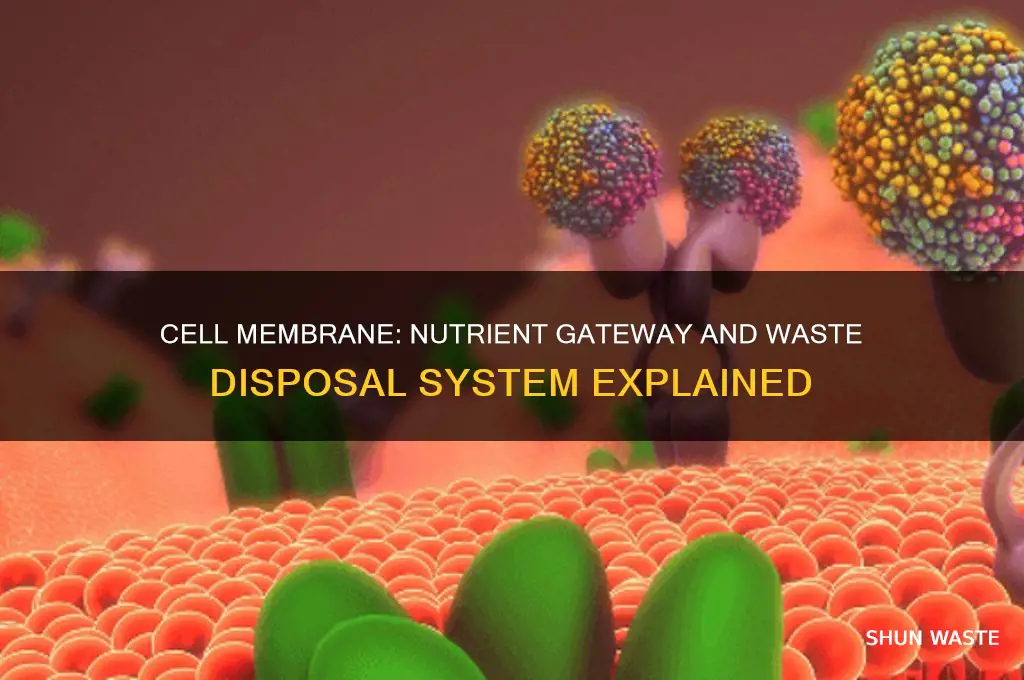what let in nutrients and lets out waste materials