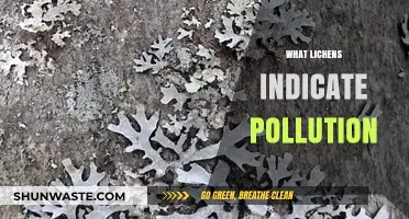 Lichen as Pollution Indicators: Nature's Warning Signs