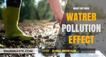 Water Pollution's Impact: Harming Aquatic Life and Ecosystems