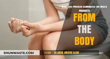 How Excretion Eliminates Waste Products from the Body: A Vital Life Process