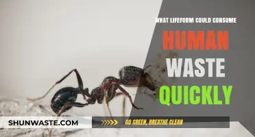 Efficient Waste Eaters: Lifeforms That Rapidly Consume Human Waste