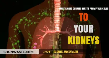 How Lymph Fluid Transports Cellular Waste to Kidneys for Elimination
