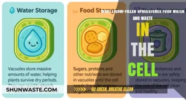 The Cellular Pantry: How Vacuoles Store Food, Water, and Waste