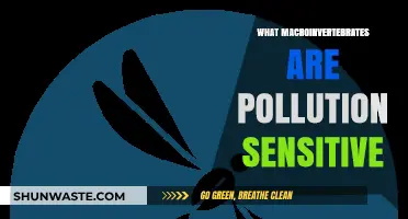 Macroinvertebrate Pollution Sensitivity: Uncovering Aquatic Health Secrets