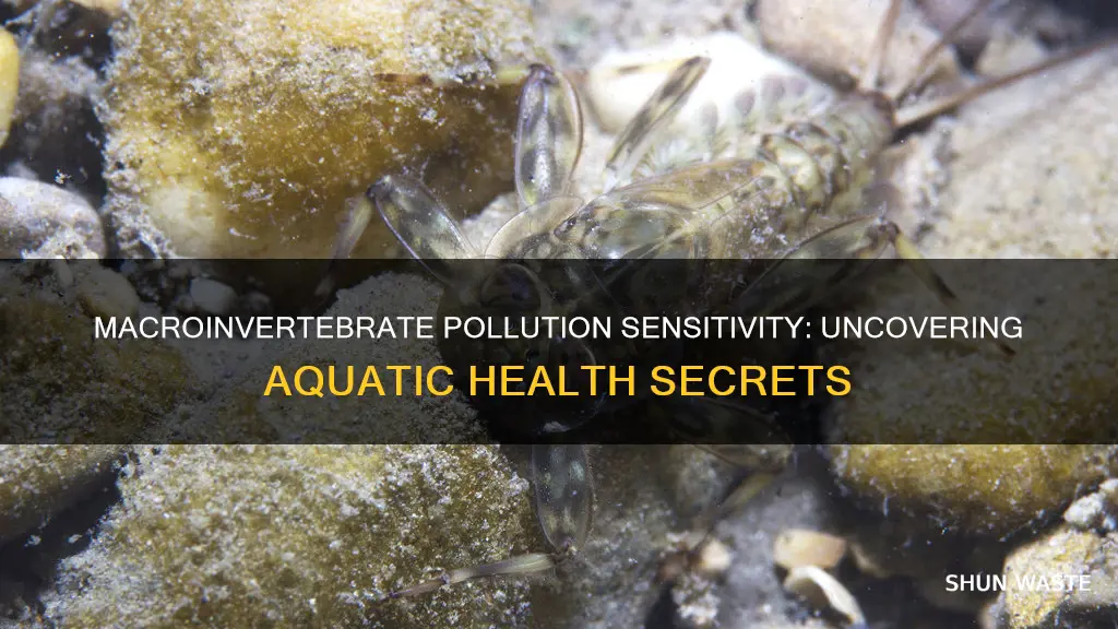 what macroinvertebrates are pollution sensitive