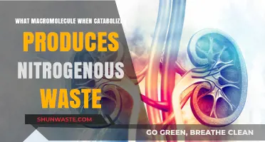 How Protein Catabolism Generates Nitrogenous Waste in the Body