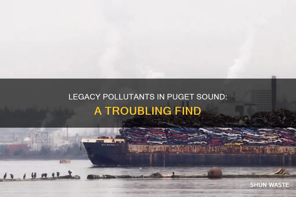 what major legacy pollutant has been found in puget sound