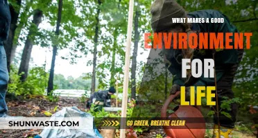 Essential Elements for Thriving: Crafting the Ideal Environment for Life