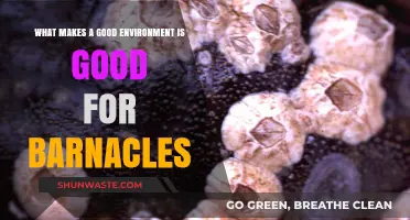 Ideal Barnacle Habitats: Key Factors for a Thriving Environment