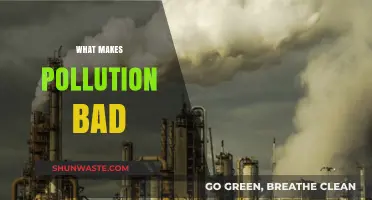 Pollution's Harmful Impact on Our World