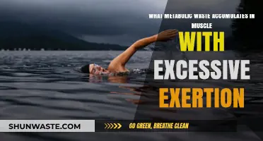 Excessive Exertion and Metabolic Waste: Lactic Acid Buildup in Muscles