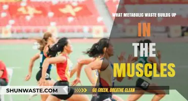 Muscle Metabolism: Uncovering the Buildup of Lactic Acid Waste