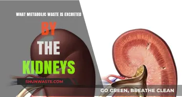 Kidneys' Role in Excreting Metabolic Waste: A Comprehensive Overview