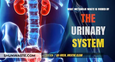 How the Urinary System Eliminates Metabolic Waste: A Comprehensive Guide