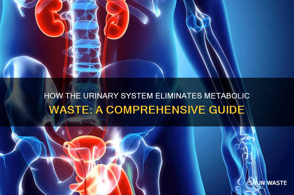 what metabolic waste is voided by the urinary system