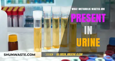 Understanding Metabolic Wastes: Key Components Found in Urine Explained