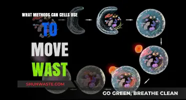 Efficient Waste Management: Exploring Cellular Strategies for Optimal Function