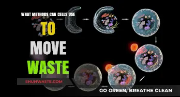 Efficient Waste Management: Exploring Cellular Strategies for Detoxification