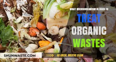 Harnessing Microbial Power: Effective Organisms for Organic Waste Treatment
