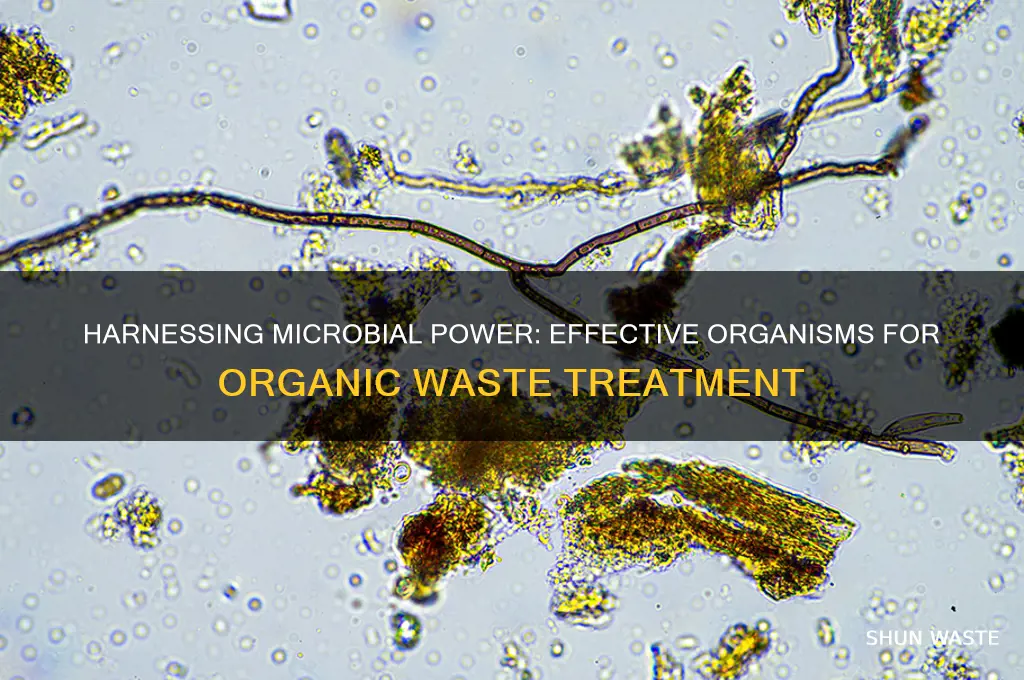 what microorganism is used to treat organic wastes