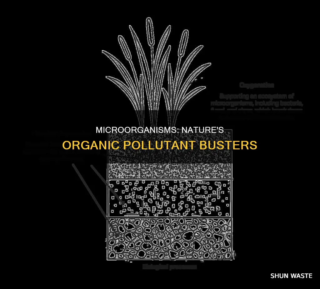 what microorganisms break down organic pollutants