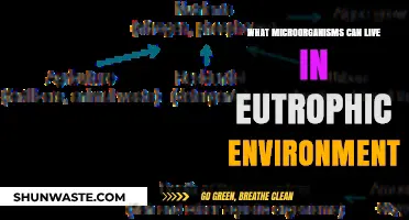 Microbial Life in Eutrophic Waters: Thriving Organisms in Nutrient-Rich Ecosystems