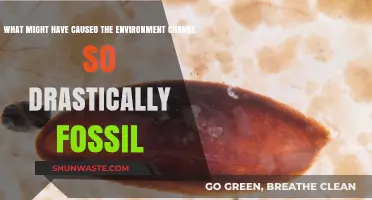 Unraveling the Drastic Environmental Shifts: Fossil Evidence and Causes