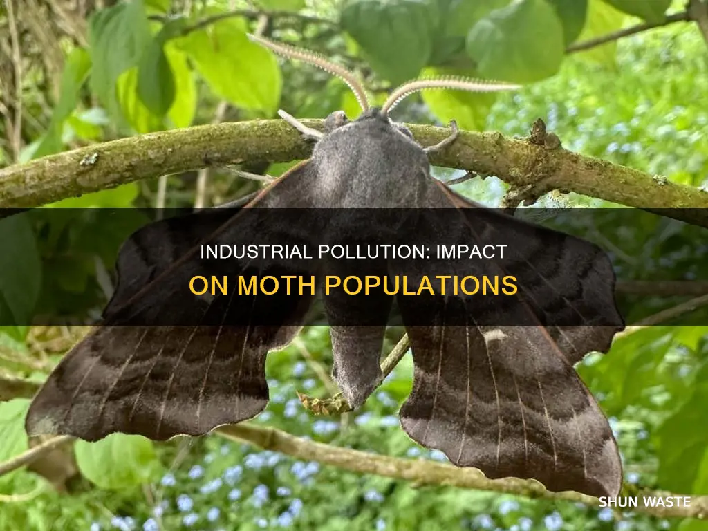 what might occur in moth populations of pollution from industry
