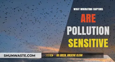 Raptors' Migration: Pollution's Impact on Birds of Prey