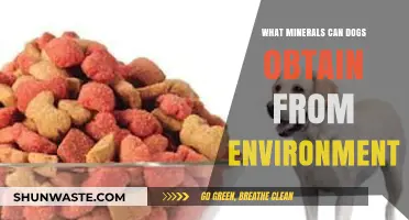Environmental Minerals: Essential Nutrients Dogs Naturally Absorb from Surroundings