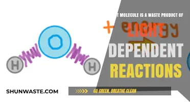 Unveiling the Waste Molecule from Light-Dependent Reactions in Photosynthesis