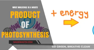 Unveiling the Surprising Waste Molecule Produced During Photosynthesis