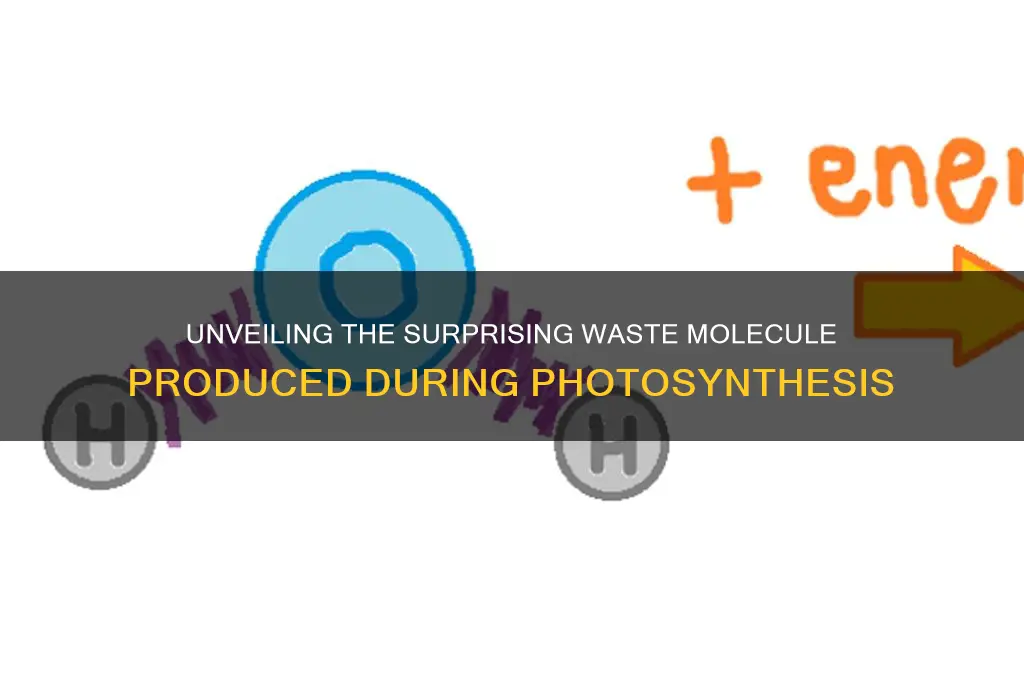 what molecule is a waste product of photosynthesis