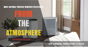 Nature's Air Purifiers: Natural Processes Clean Our Atmosphere