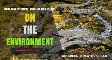 Alewife Invasion: Uncovering Their Destructive Impact on Ecosystems
