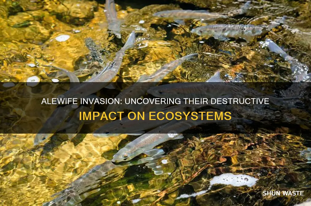 what negative impact does the alewife have on the environment