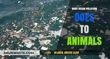Ocean Pollution: Harming Marine Life