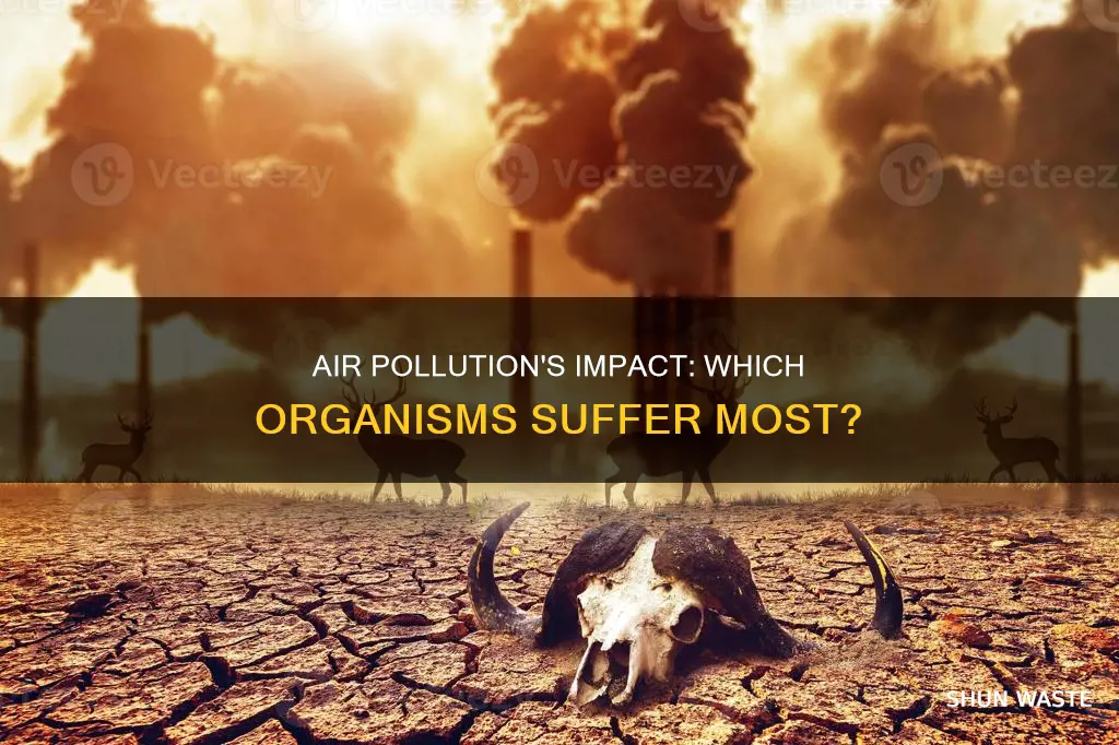 what oganisms are most affected by air pollution