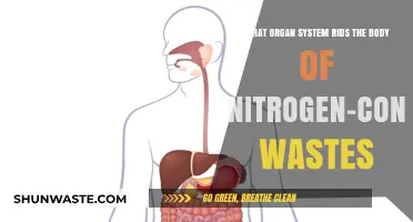 How the Urinary System Eliminates Nitrogen Wastes from the Body