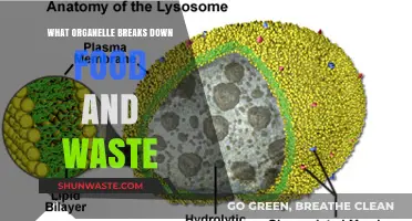 Unveiling the Cellular Cleanup Crew: Lysosomes at Work