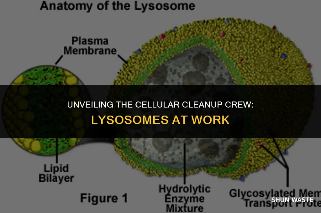 what organelle breaks down food and waste