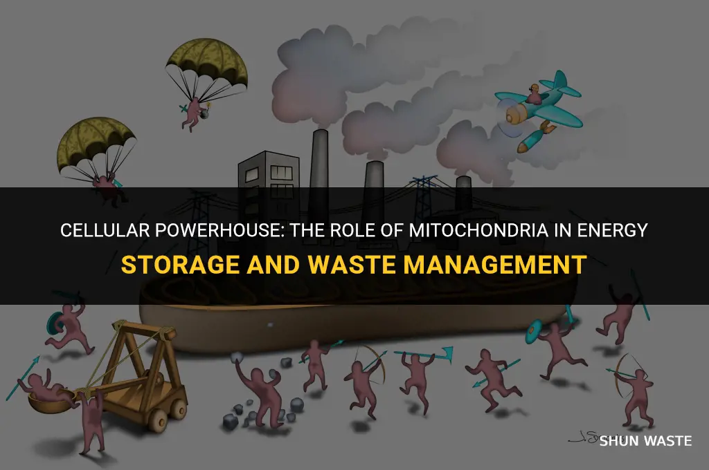 what organelle stores food and controls waste dump