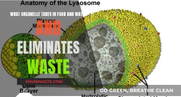 Cellular Cleanup Crew: The Amazing Functions of Lysosomes