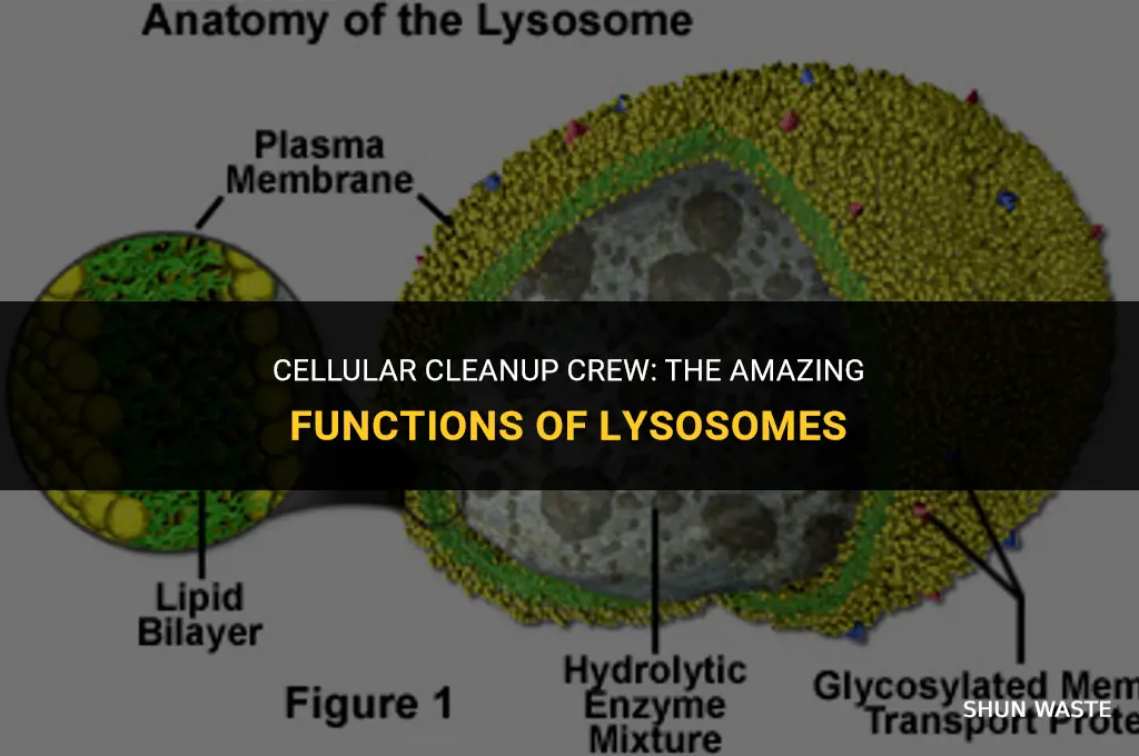 what organelle takes in food and water and eliminates waste